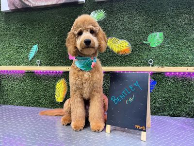 Paradise Pet Grooming & Boarding