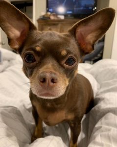 And a Leash Specialty Petcare