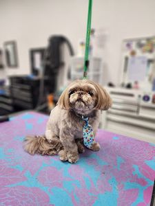 Woof Gang Bakery & Grooming New Tampa