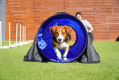 Paws ‘n’ Rec – Lemon