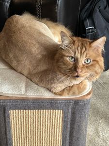 Carrollwood Pet Grooming