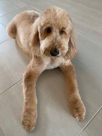 Posh Paws