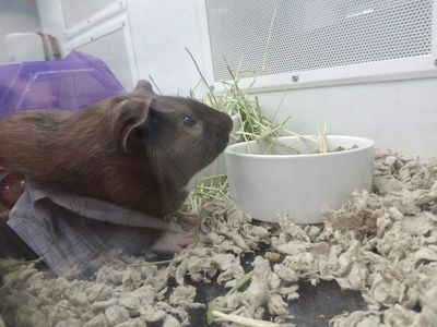 Petco Grooming photo 6