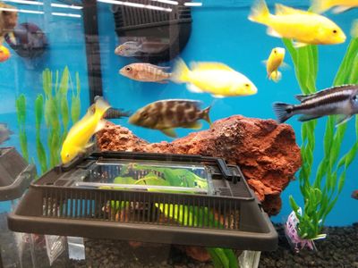 Petco Grooming photo 4