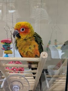 Petco Grooming photo 8