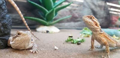 Petco Grooming photo 9