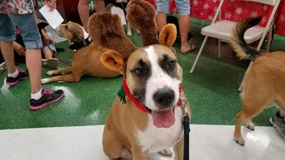 Petco Grooming photo 10