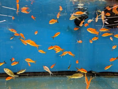 Petco Grooming photo 11