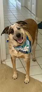 Petco Grooming photo 12