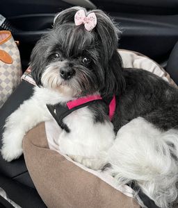 Petco Grooming photo 13