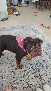 Petco Grooming photo 15