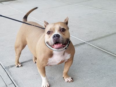 Petco Grooming photo 16