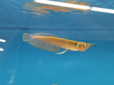 Petco Grooming photo 18