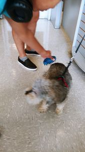 Petco Grooming photo 19