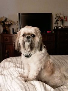 Petco Grooming photo 21