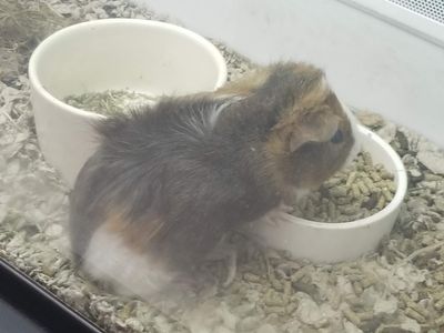 Petco Grooming photo 25