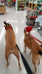 Petco Grooming photo 27