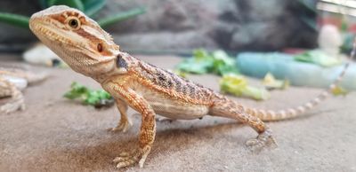 Petco Grooming photo 33