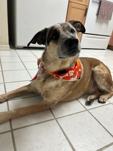 Petco Grooming photo 34