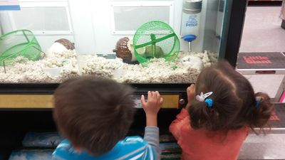 Petco Grooming photo 36