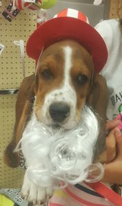 Petco Grooming photo 38