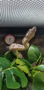 Petco Grooming photo 39