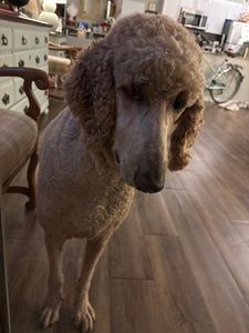 Petco Grooming photo 41