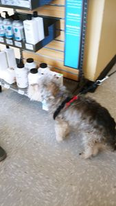 Petco Grooming photo 43