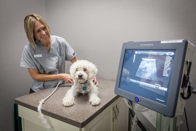 Angel Animal Hospital & Boarding photo 13