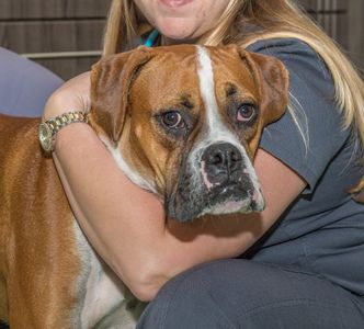 Angel Animal Hospital & Boarding photo 14