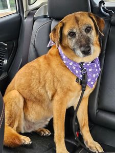 Angel Animal Hospital & Boarding photo 21