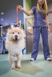 Angel Animal Hospital & Boarding photo 24