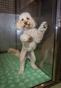 Angel Animal Hospital & Boarding photo 29