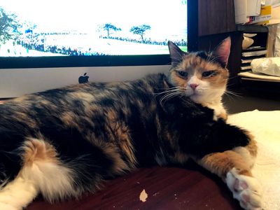 Angel Animal Hospital & Boarding photo 34