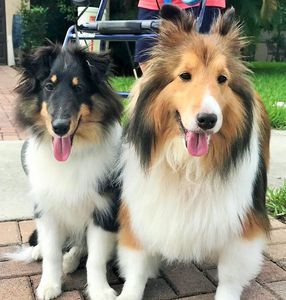 Angel Animal Hospital & Boarding photo 40