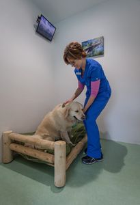 Angel Animal Hospital & Boarding photo 41