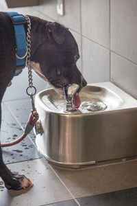 Angel Animal Hospital & Boarding photo 42