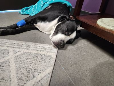 Angel Animal Hospital & Boarding photo 43