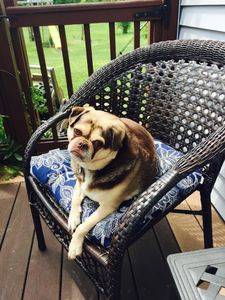 Angel Animal Hospital & Boarding photo 45