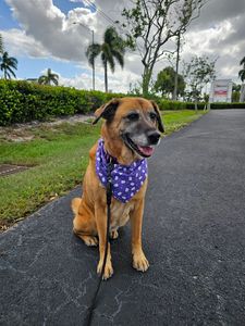 Angel Animal Hospital & Boarding photo 48