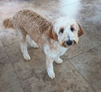 Angel Animal Hospital & Boarding photo 49