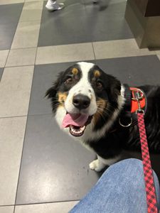 Angel Animal Hospital & Boarding photo 50