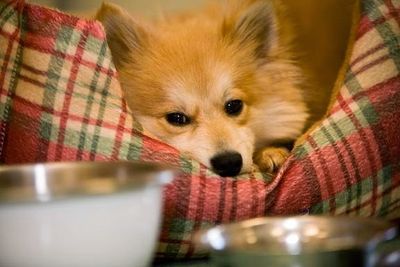 Angel Animal Hospital & Boarding photo 51