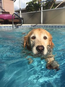 Angel Animal Hospital & Boarding photo 52