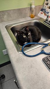 Angel Animal Hospital & Boarding photo 53