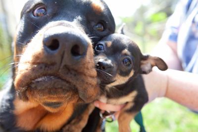 Angel Animal Hospital & Boarding photo 54