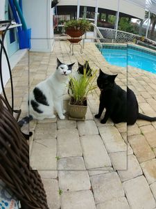 Angel Animal Hospital & Boarding photo 60