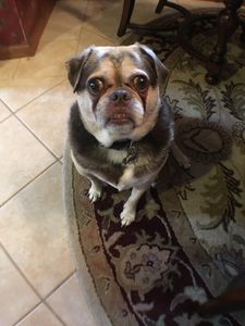 Angel Animal Hospital & Boarding photo 62