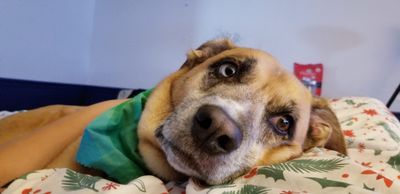 Angel Animal Hospital & Boarding photo 63