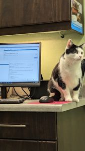 Angel Animal Hospital & Boarding photo 64